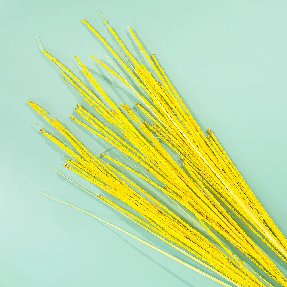 Bead pampas grass - Yellow